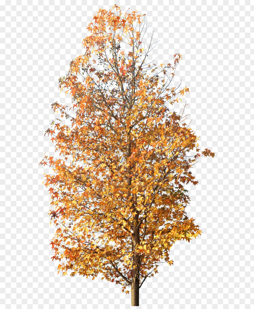 Tree Twig Autumn Clip Art PNG