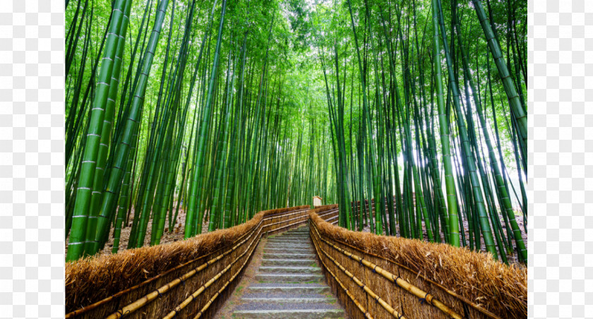 Bamboo Arashiyama Forest Stock Photography Royalty-free PNG