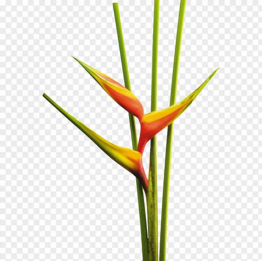 Flower Heliconia Bihai Cut Flowers Tropics Rostrata PNG