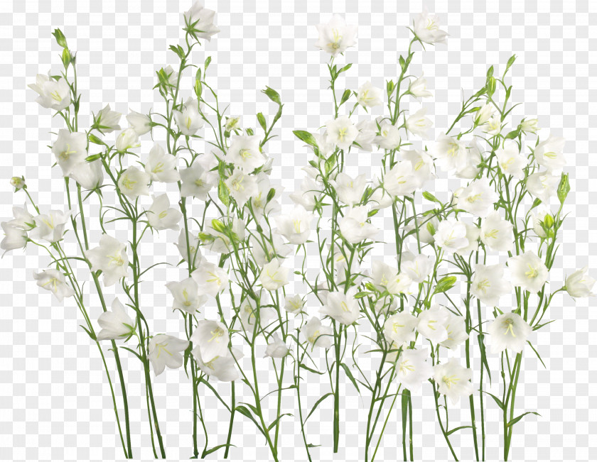 Jasmin Flower Clip Art PNG