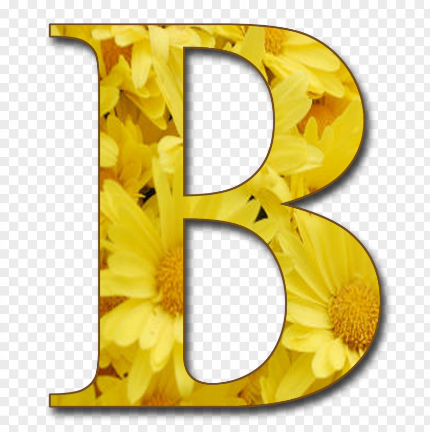 Letter B Case Alphabet PNG