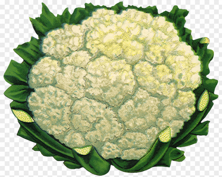 Cauliflower Paper Seed Vegetable Zazzle PNG