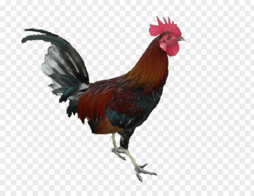 Chicken Rooster Clip Art PNG