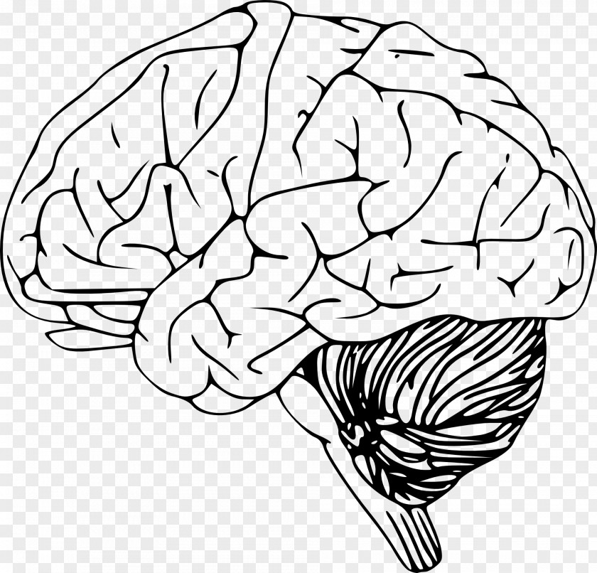 Human Brain Outline Of The Clip Art PNG