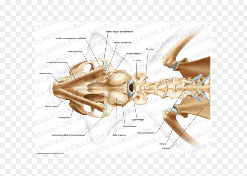 Coronoid Process Of The Ulna Temporal Bone Head And Neck Anatomy PNG