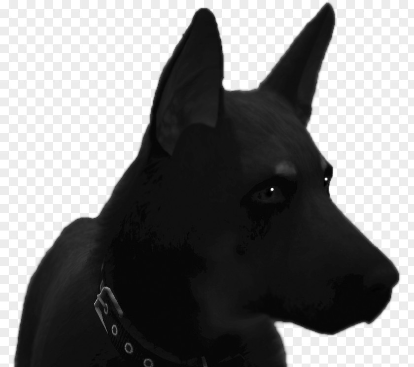 Dog Breed Schipperke Australian Kelpie Whiskers Snout PNG