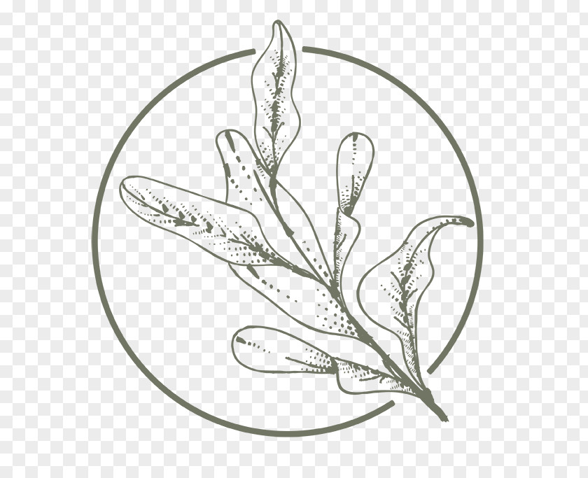 Drawing Coloring Book Aloe Vera Leaf PNG