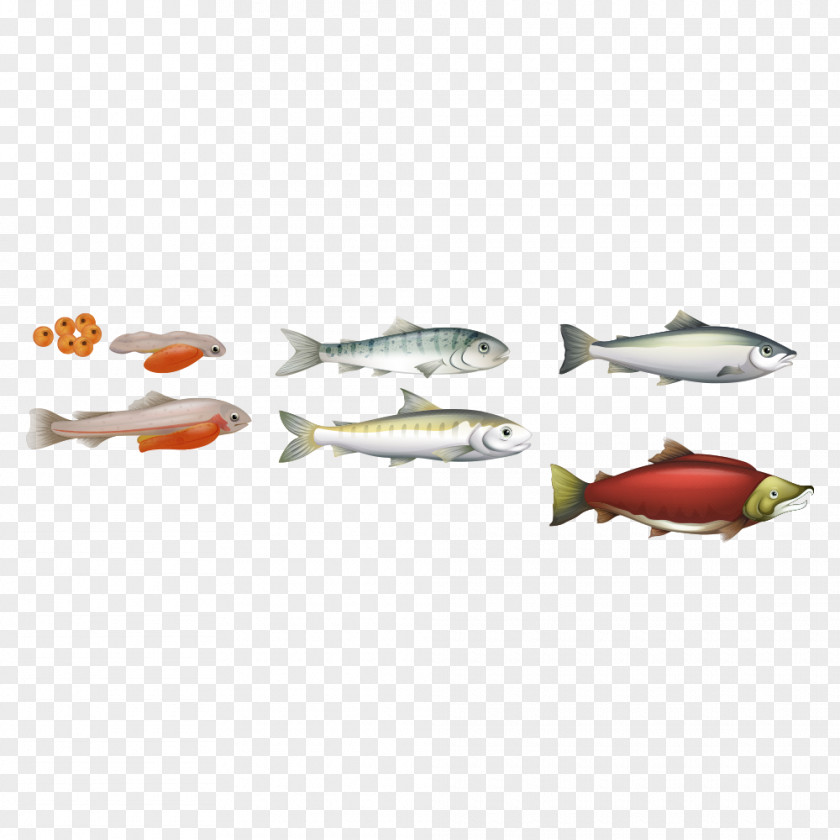 Marine Fish Illustration Chinook Salmon Biological Life Cycle Atlantic PNG