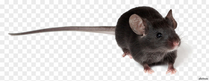 Rat House Mouse Murids Myomorpha PNG