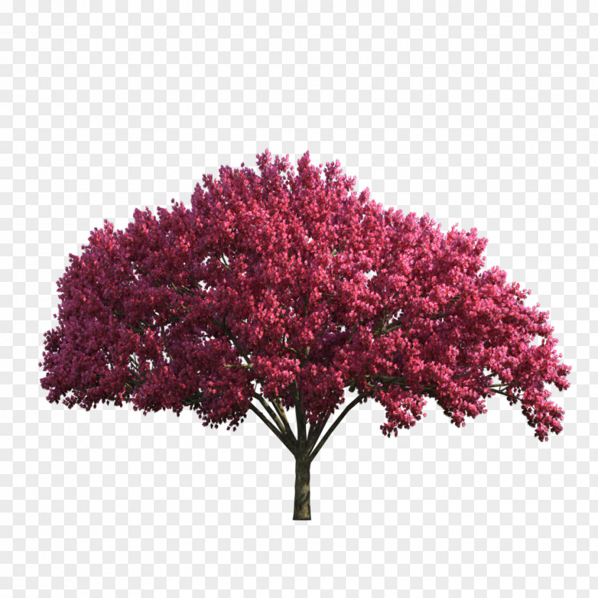 Tree Red Maple Stock Photography Image PNG