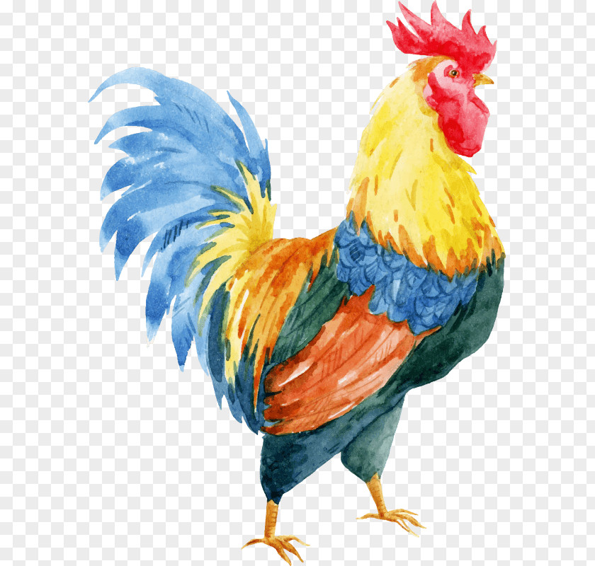 Adalah Ayam Chicken Vector Graphics Stock Photography Illustration Rooster PNG