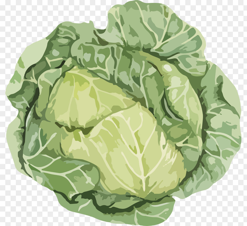 Cabbage Plant Stock Photography Royalty-free Vegetable Illustration PNG