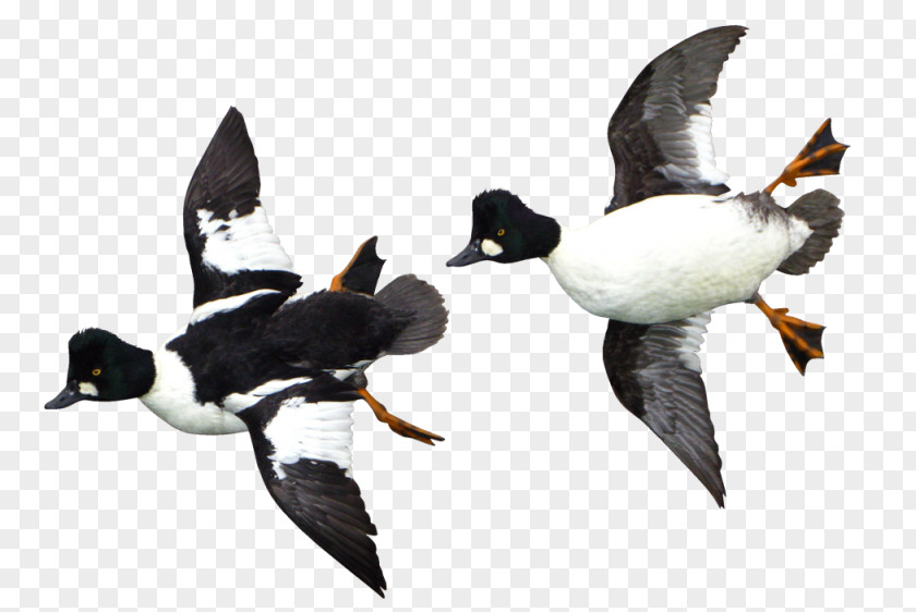 Duck Beak Fauna Water Bird PNG