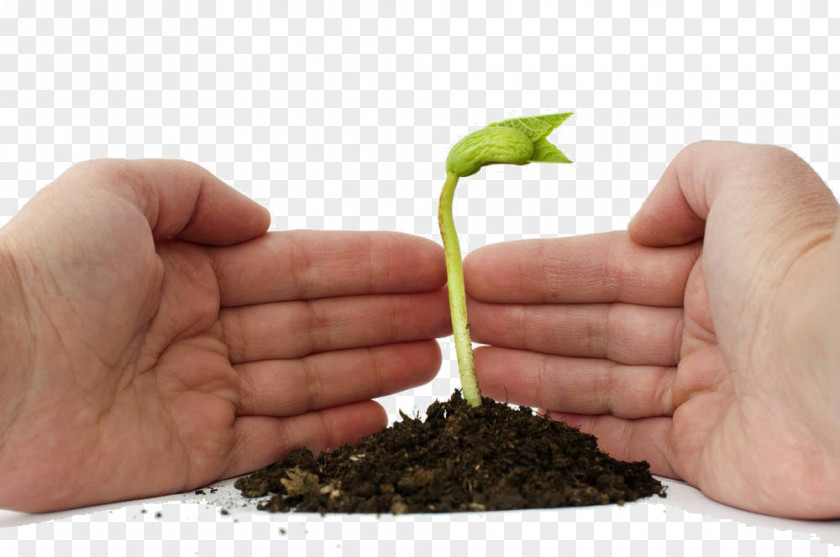 Free To Pull Buds Stock Photography Germination Clip Art PNG