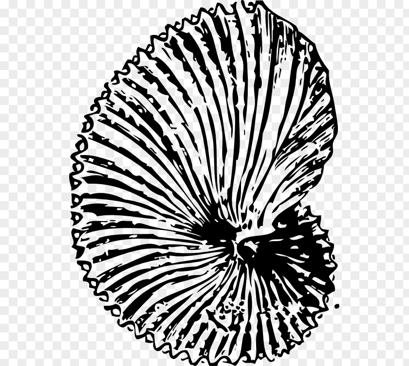 Seashell Dinosaur Fossils Ammonites Clip Art PNG