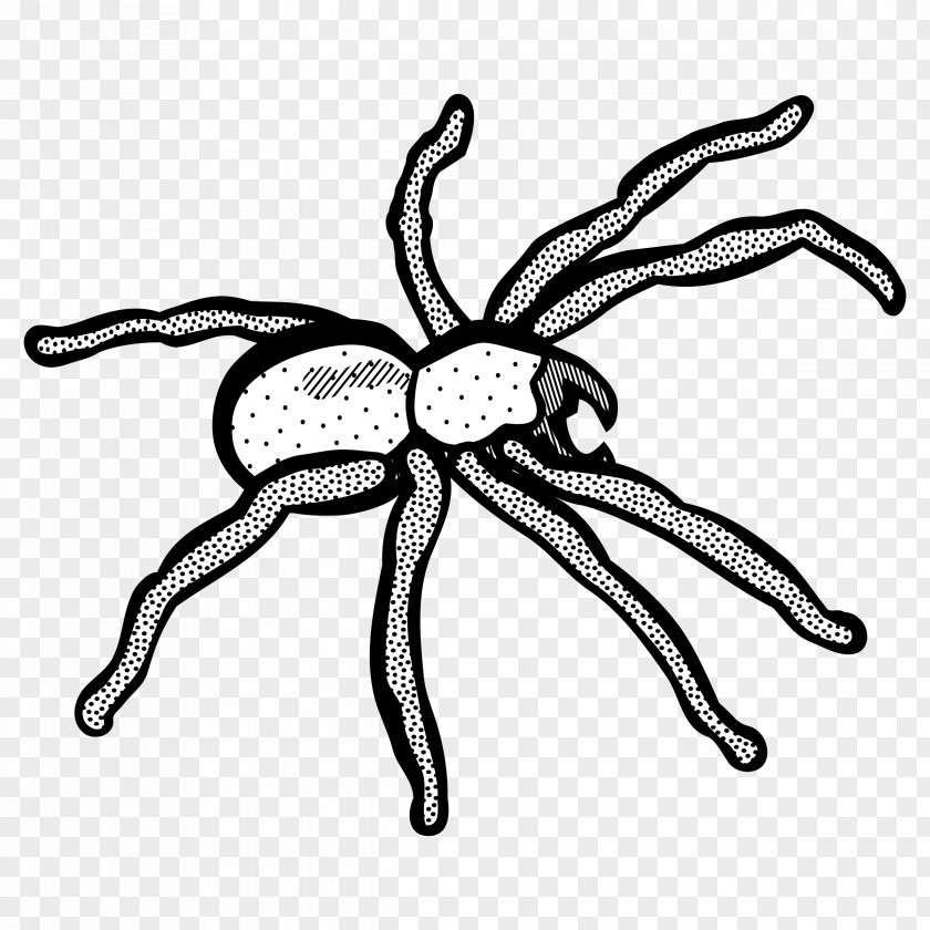 Spider Line Art Drawing Clip PNG