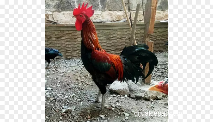 Ayam Potong Rooster Pelung Chicken Nganjuk Regency Animal PNG