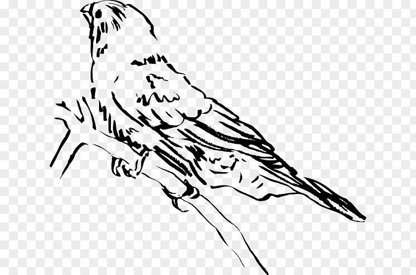 Bird Beak Lark Clip Art PNG