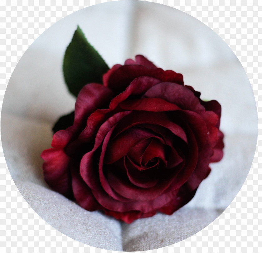 Blood Donation Garden Roses Cabbage Rose Cut Flowers Petal PNG