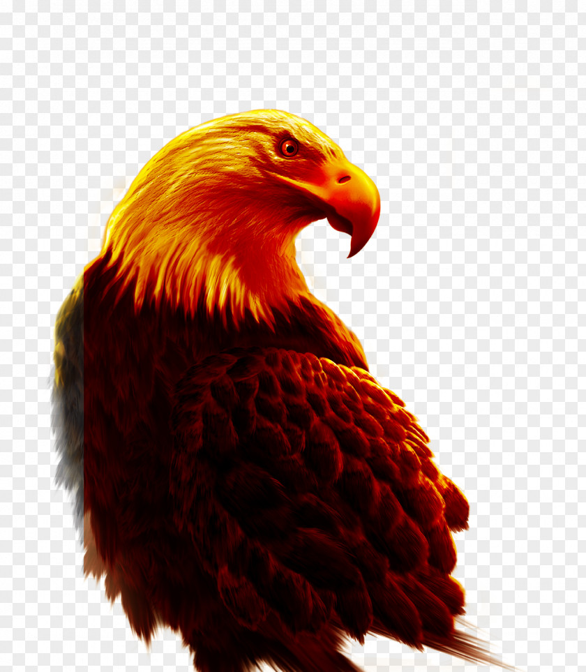 Eagle Bird Hawk PNG