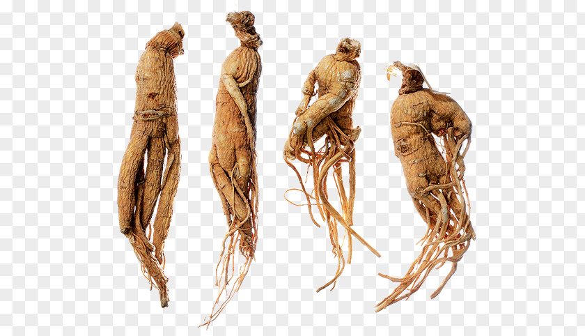 Ginseng Tea Ginsenoside American Herbalism PNG