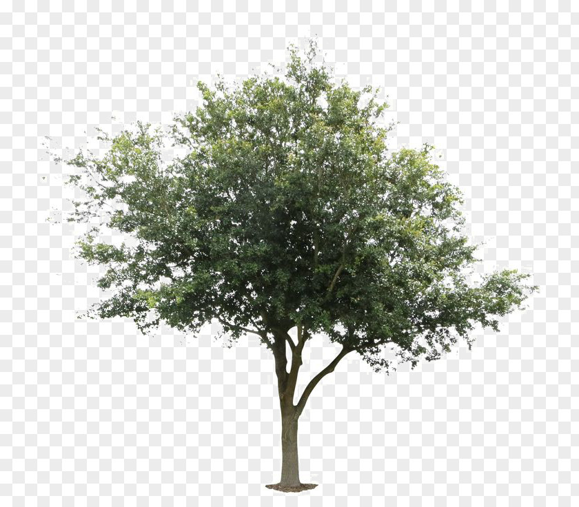 Tree Deciduous Plant Architecture Wood PNG