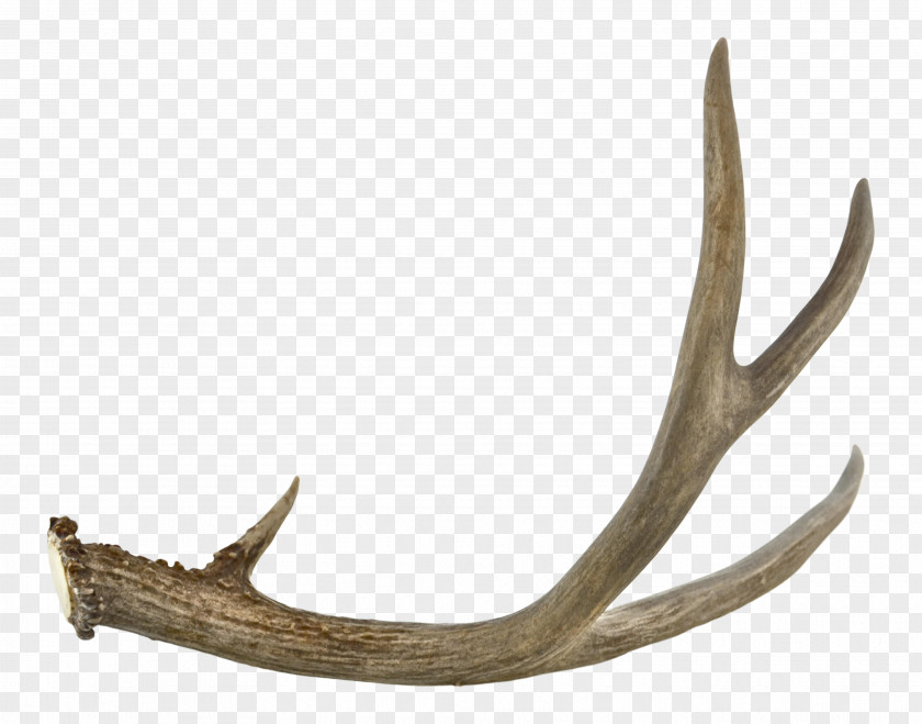 Antlers Antler Jaw PNG