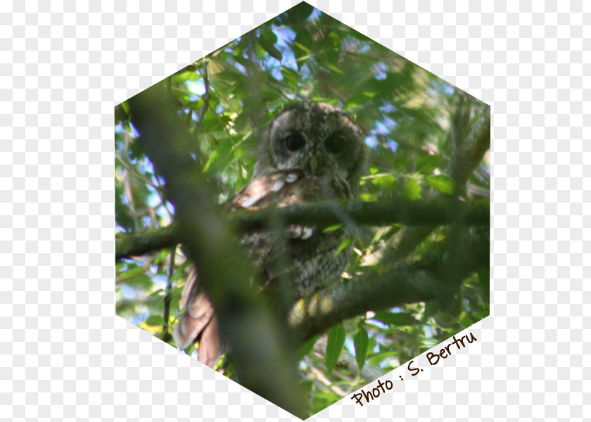 Bird Tawny Owl Beak Les Oiseaux PNG
