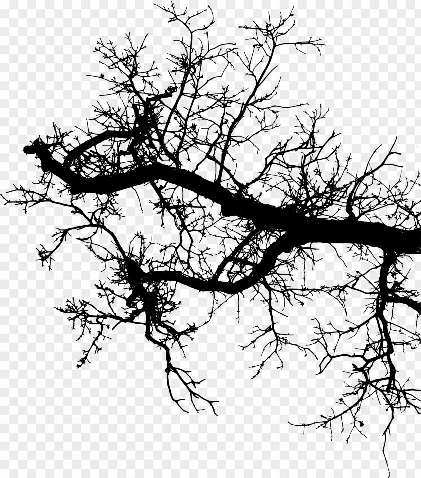 Branches Silouhette Twig Branch Silhouette Drawing PNG