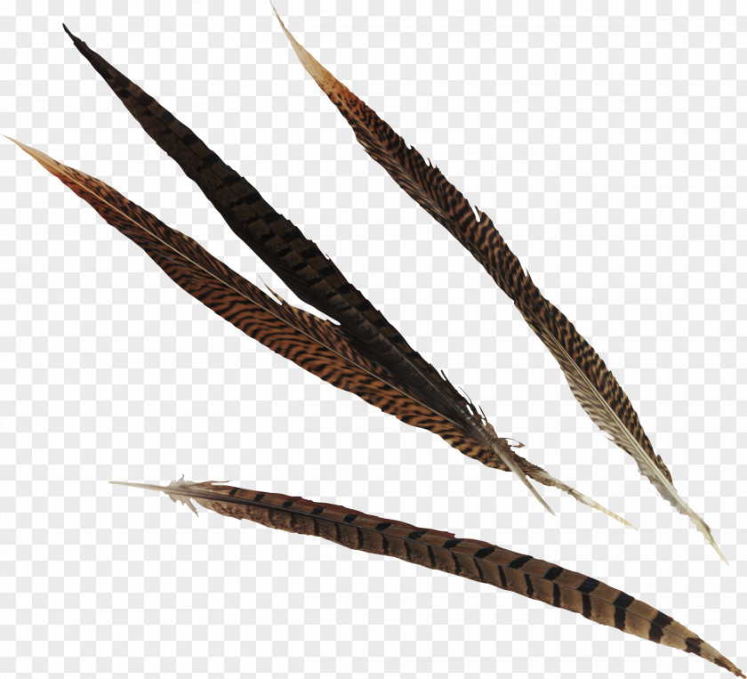 Feather Bird Quill Fountain Pen PNG