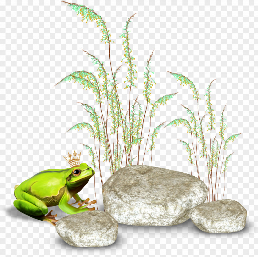 Grass Frog Centerblog PNG