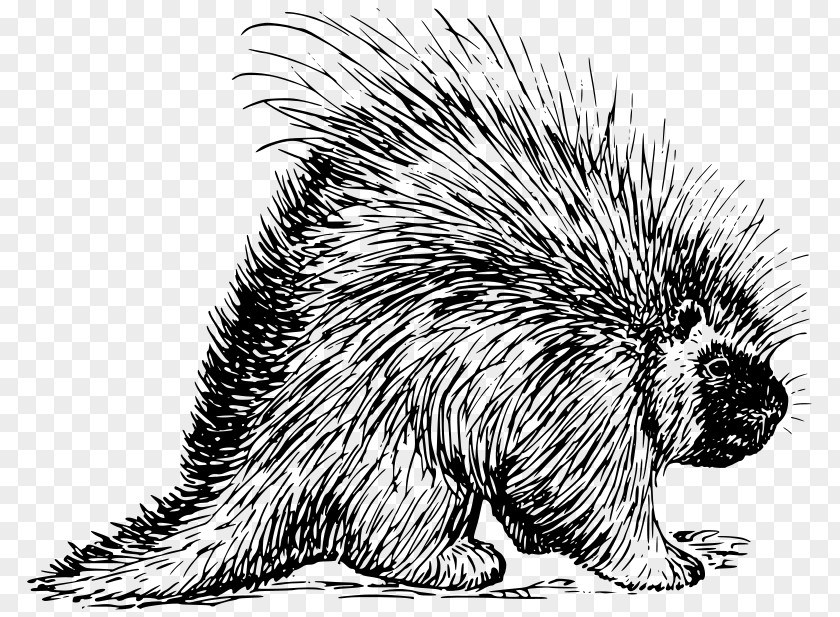 Hedgehog Prickly Porcupines Coloring Book Rodent PNG