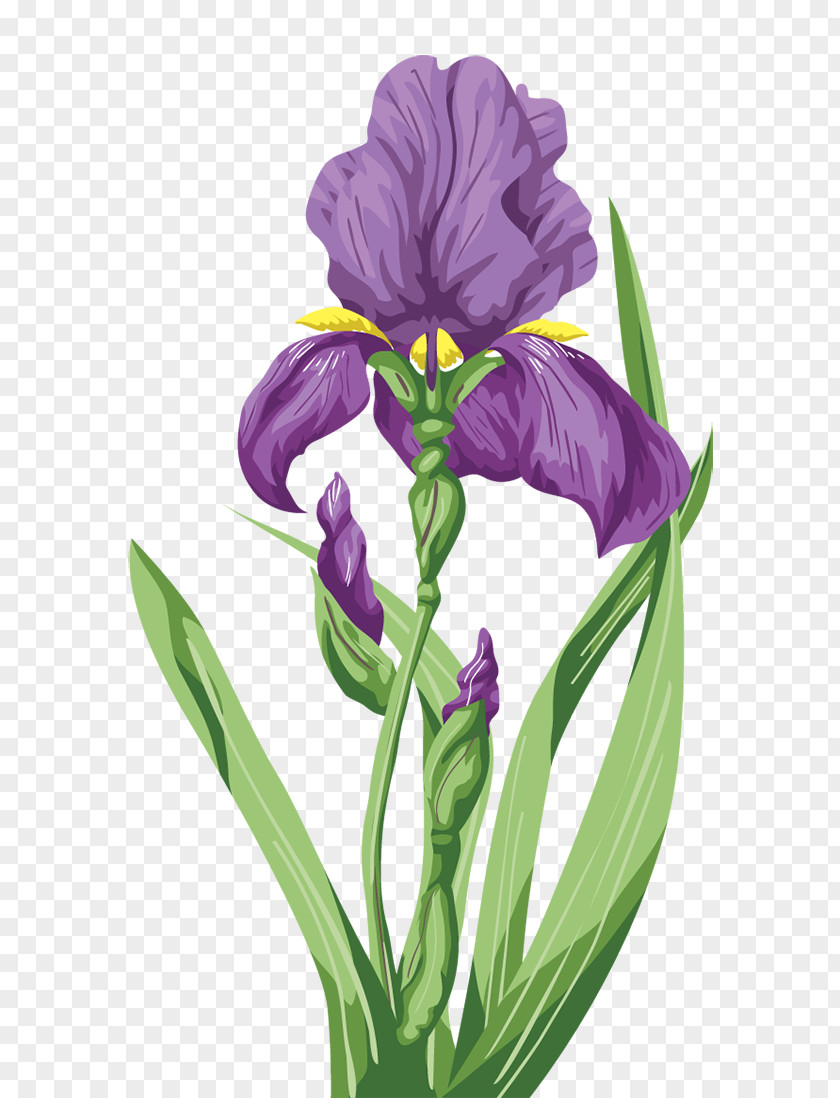 Iris Orris Root PNG