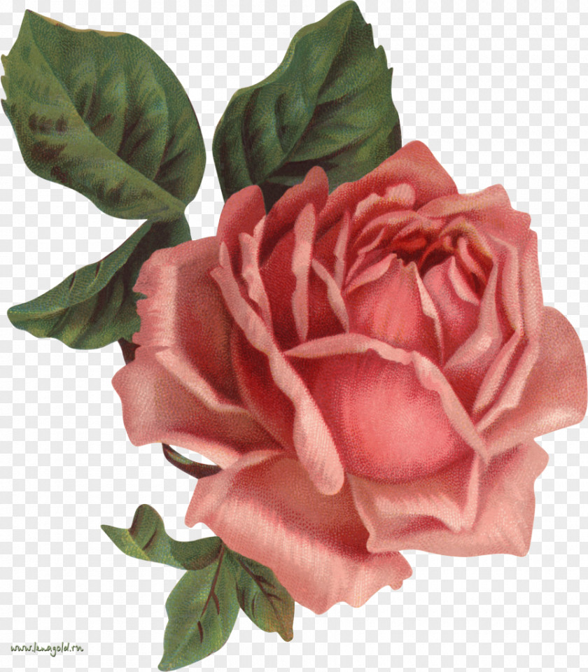Lotus Old Roses: The Master List Vintage Clothing Flower Clip Art PNG