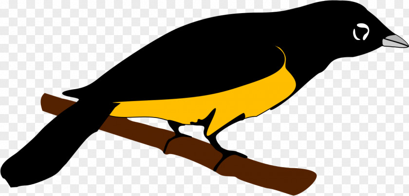 Montserrat Beak Old World Orioles Fauna Clip Art PNG