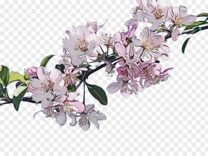 Rhododendron Twig Cherry Blossom Tree Drawing PNG