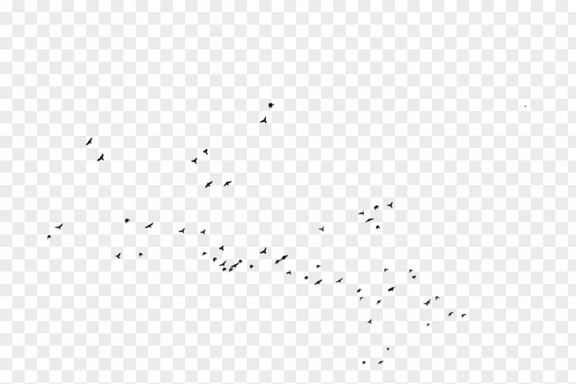 Bird Migration Silhouette Animal PNG