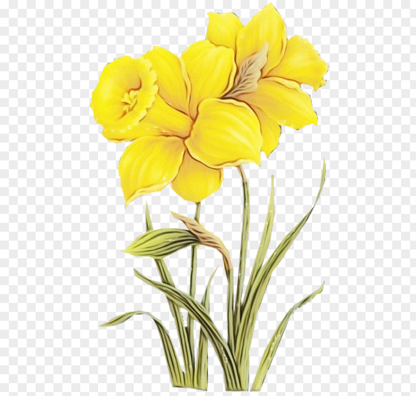 Flower Plant Yellow Petal Cut Flowers PNG