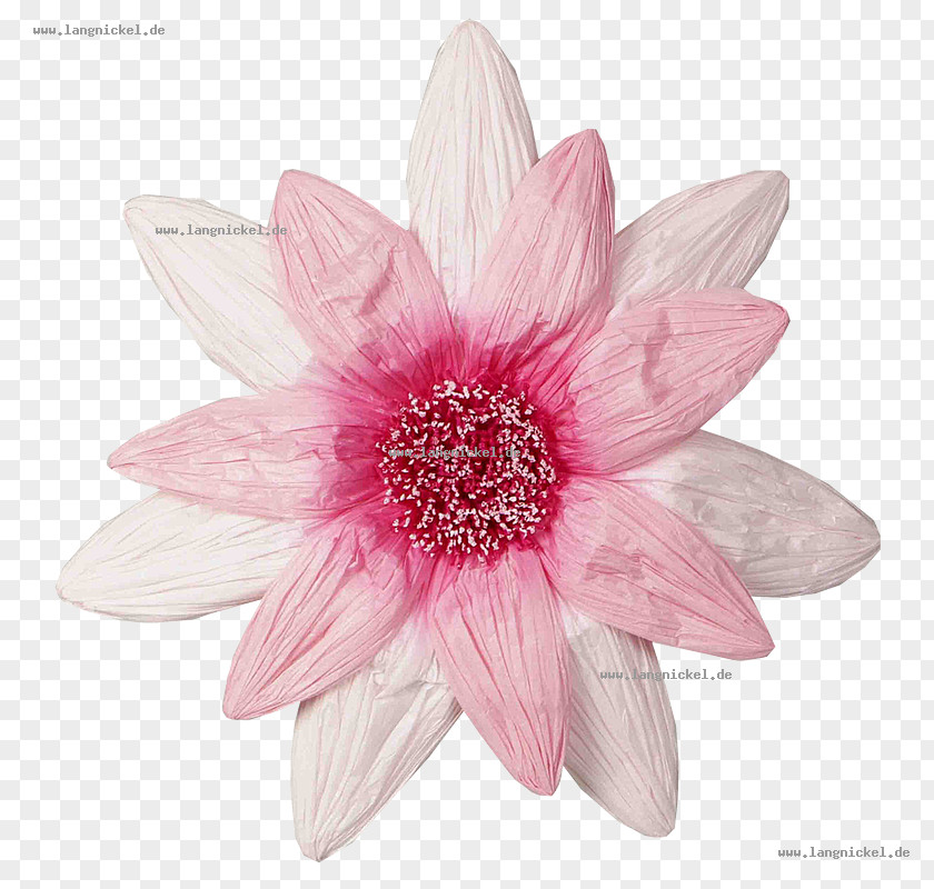 Paper Pink Dahlia Cut Flowers Petal M Herbaceous Plant PNG