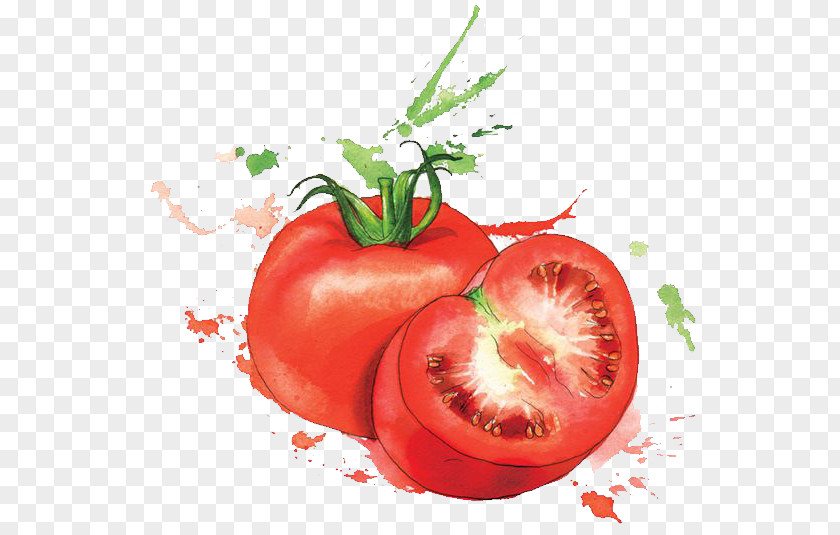 Tomato Watercolor Painting Food Art Illustration PNG