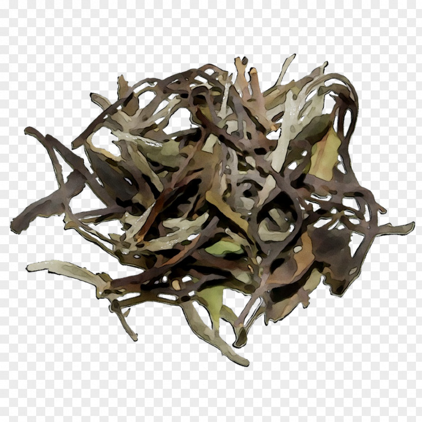 Baihao Yinzhen Golden Monkey Tea Nilgiri Kombu PNG