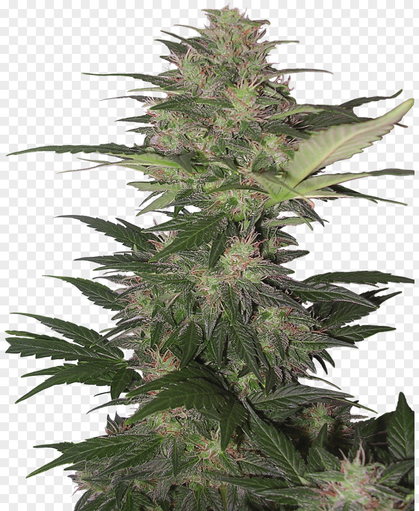 Cannabis Kush Skunk Sativa Autoflowering PNG