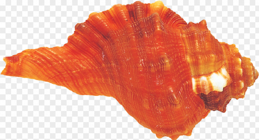 Conch Mollusc Shell Conchology Seashell PNG