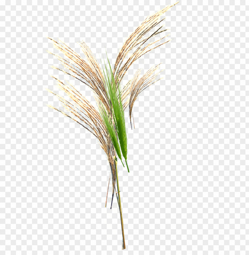 Floating In The Wind Grasses Green PNG