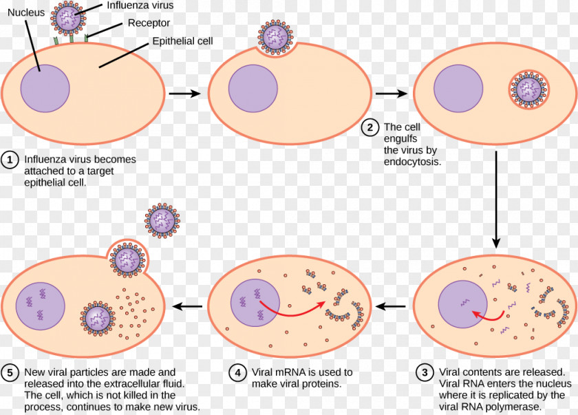Flu Clipart Human Papillomavirus Infection Reproduction Archaeans PNG