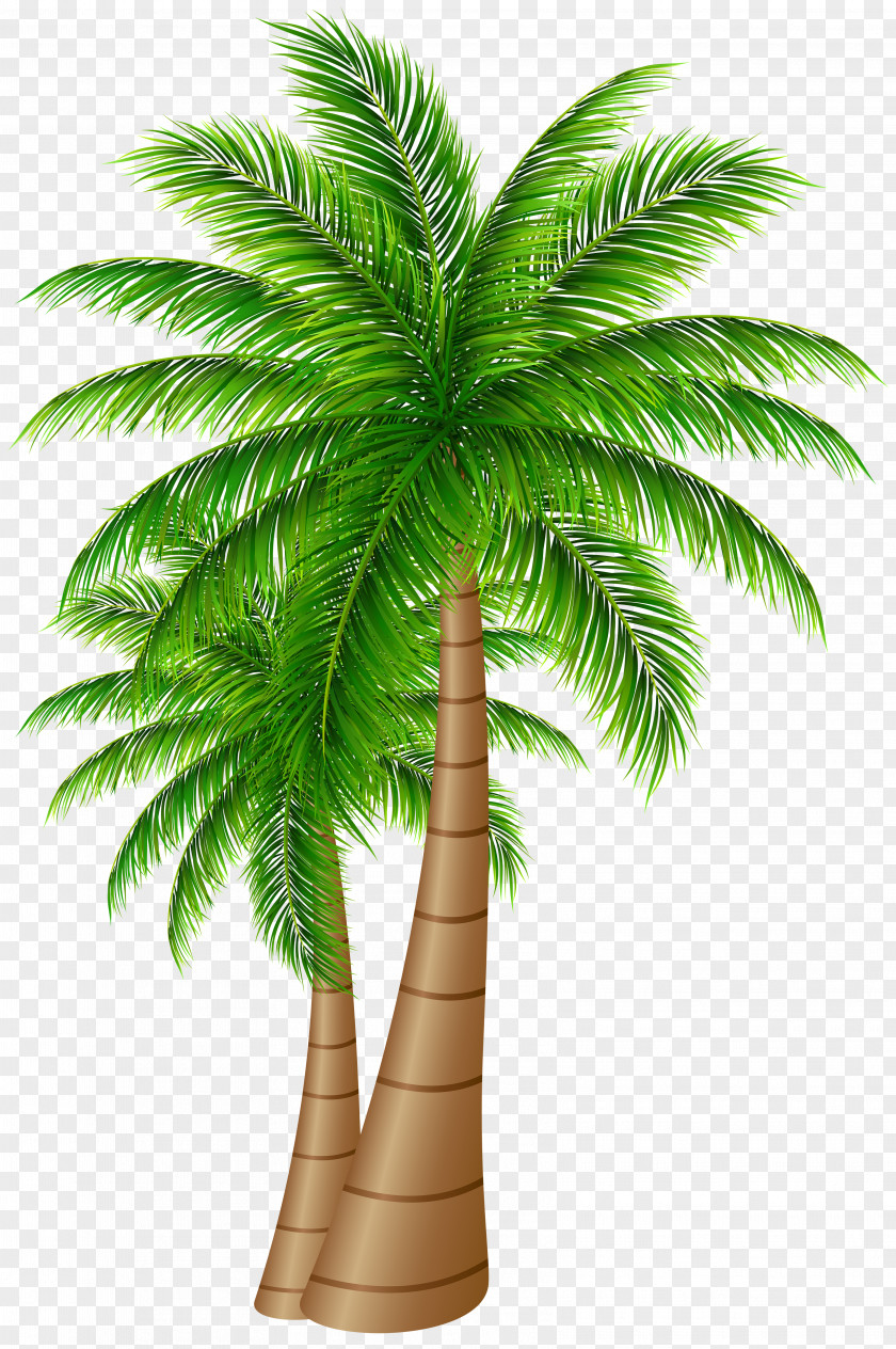 Palm Trees Large Clip Art Image Coconut PNG