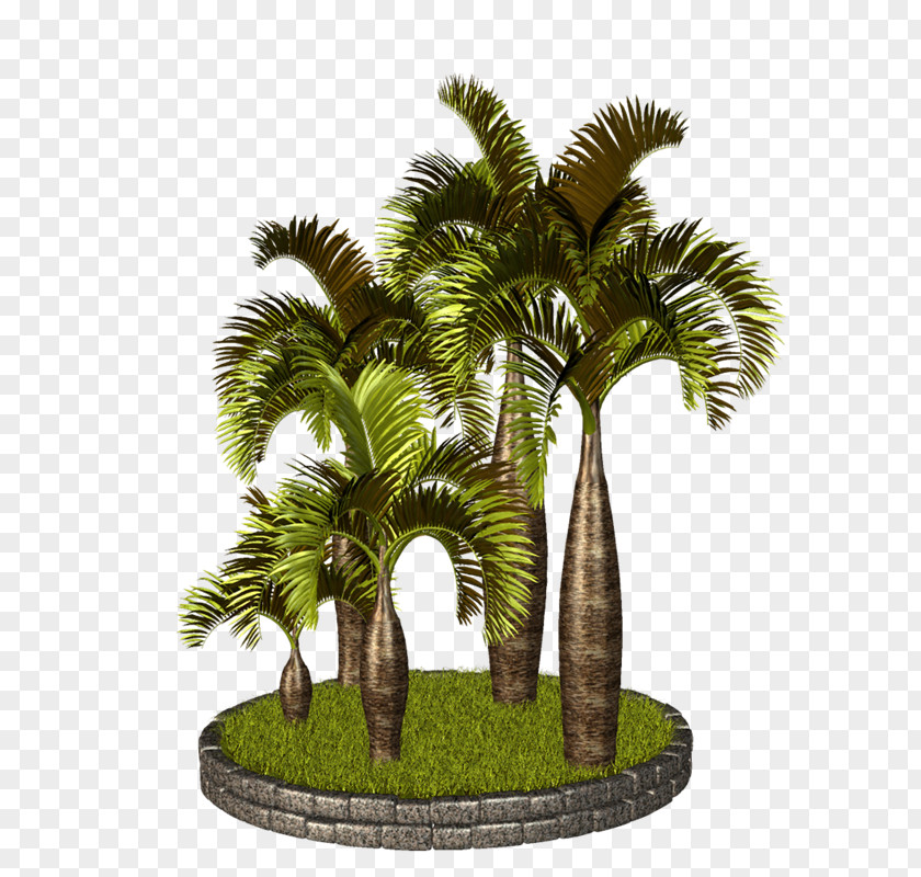 Vf Asian Palmyra Palm Arecaceae Babassu Clip Art PNG