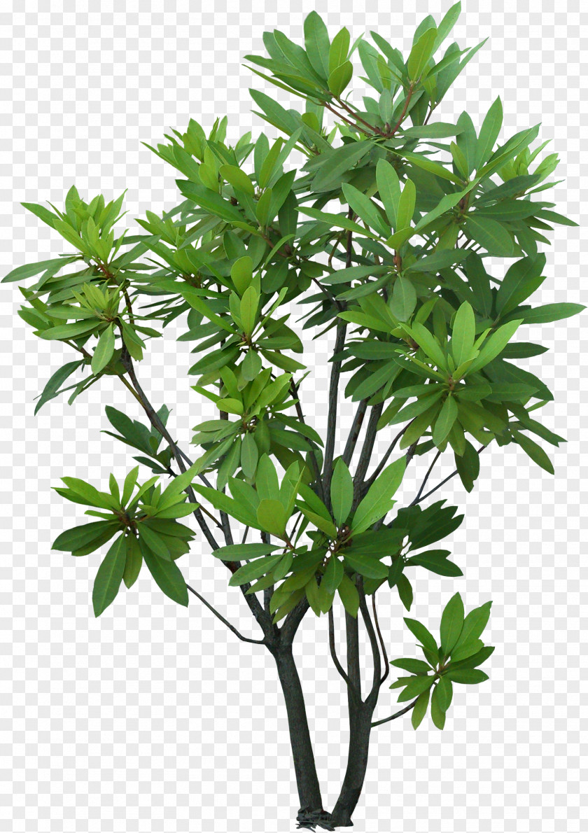 Tree Shrub Plant Evergreen Garden PNG