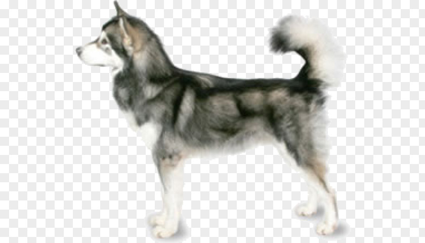 Alaskan Malamute Husky German Shepherd Akita Klee Kai PNG