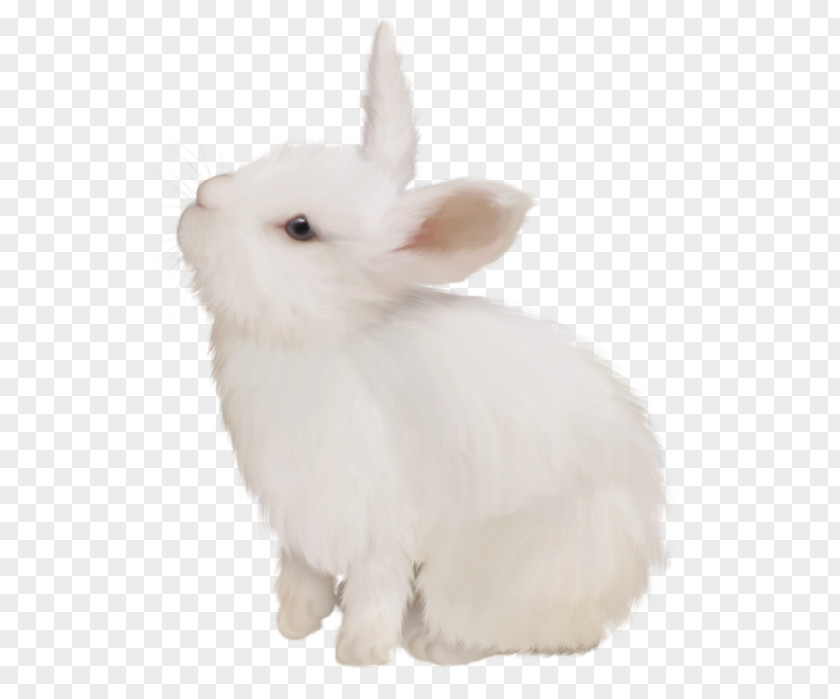 Domestic Rabbit White Hare PNG